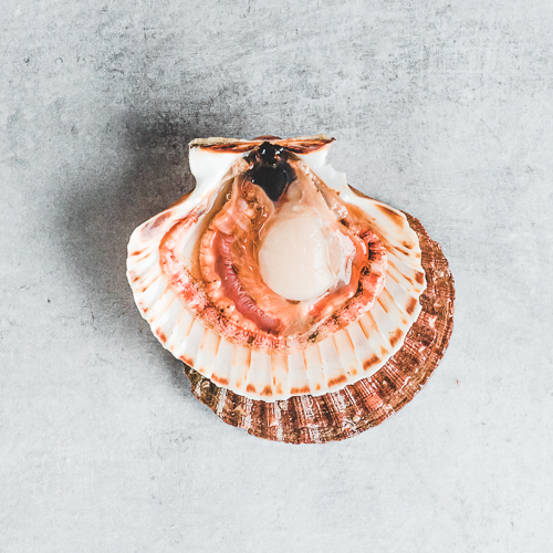 Coquilles St Jacques