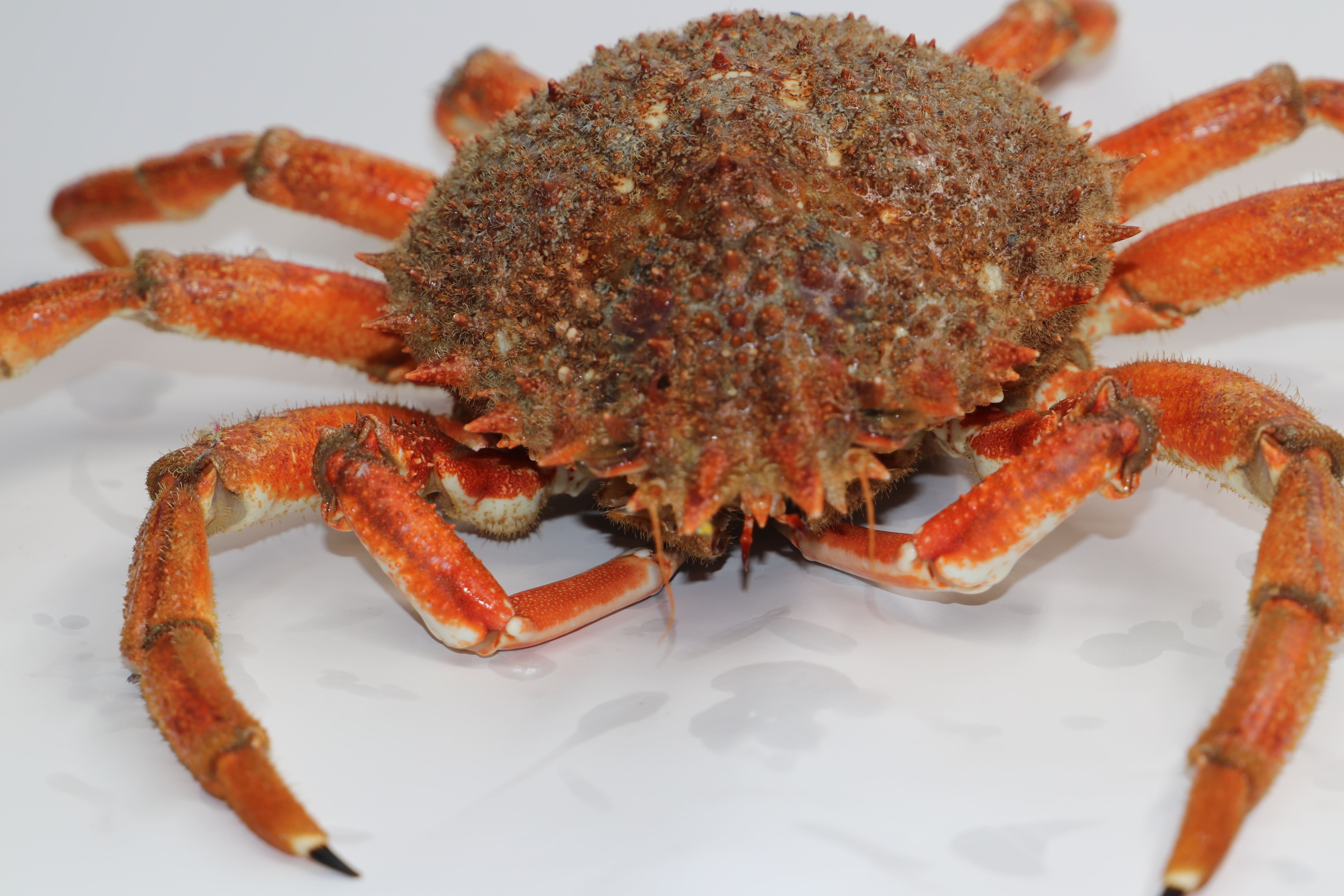 Araignées complément