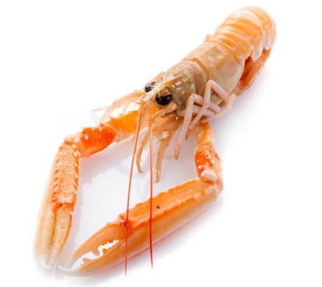 Langoustines